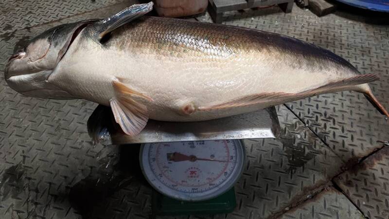 日月潭「湖中惡霸」魚虎為了繁殖交配索餌慾愈來愈強，釣客和漁民捕獲16台斤半的抱卵胖魚虎。（「日月潭一等高」提供）