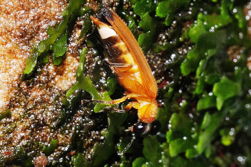 A type of aquatic firefly temporarily named “Beimiao” is pictured in an undated photograph. 
Photo courtesy of the Wild Bird Society of Keelung