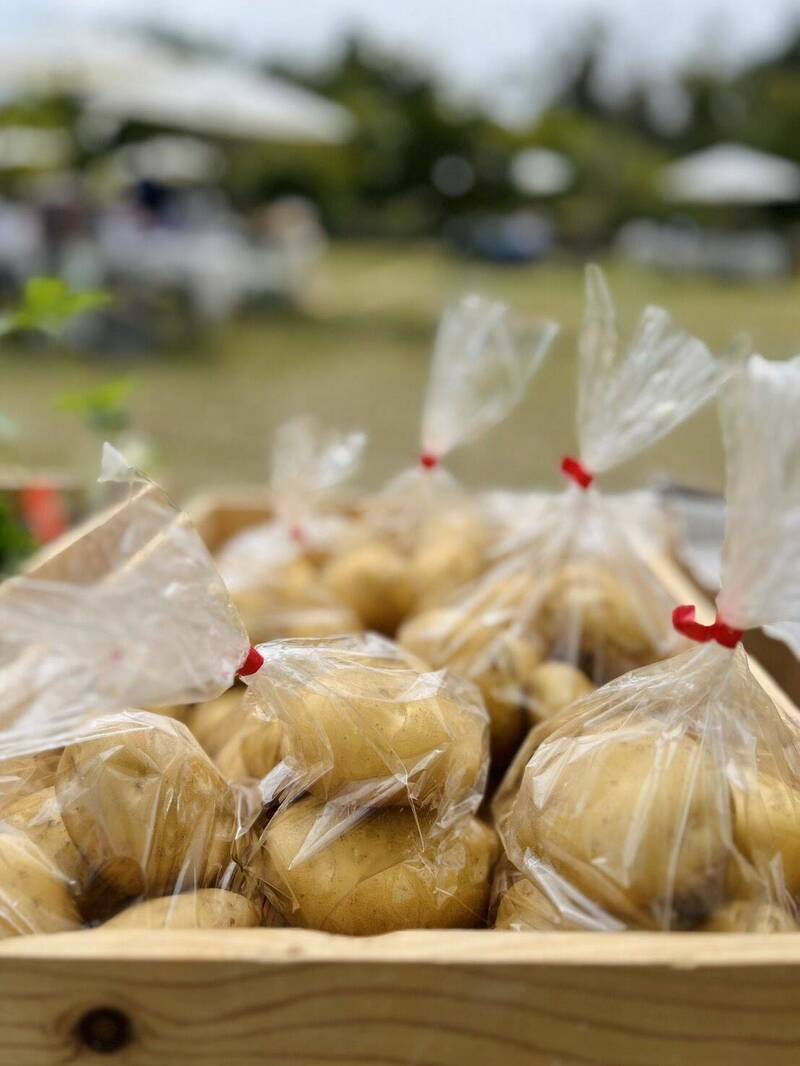 「金門甘丹」是黃肉,週末前進台北希望廣場。(農友黃健民提供) 「金門甘丹」是黃肉,週末前進台北希望廣場。(農友黃健民提供)