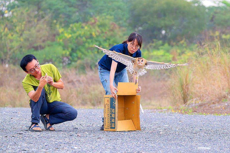 《TAIPEI TIMES》 Injured eastern grass owl released back to the wild - 焦點 ...