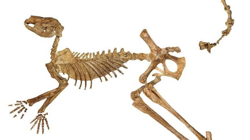 已灭绝巨型袋鼠Protemnodon viator近乎完整的化石骨架。（图撷取自Flinders University网站）(photo:LTN)