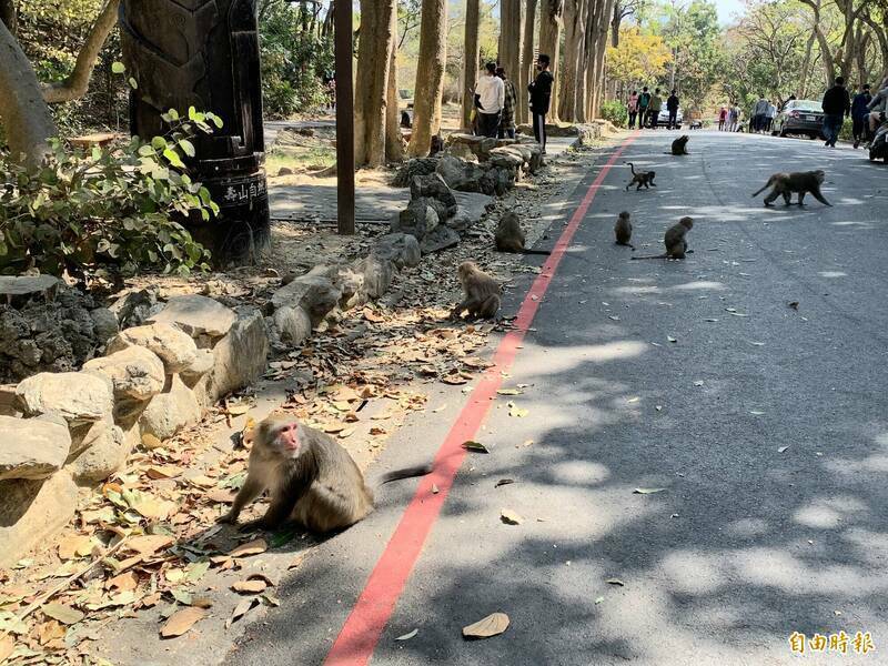 針對柴山獼猴的人猴和平共處，市府與民間團體持續宣導不餵食、不干擾、不接觸。（資料照，記者陳文嬋攝）