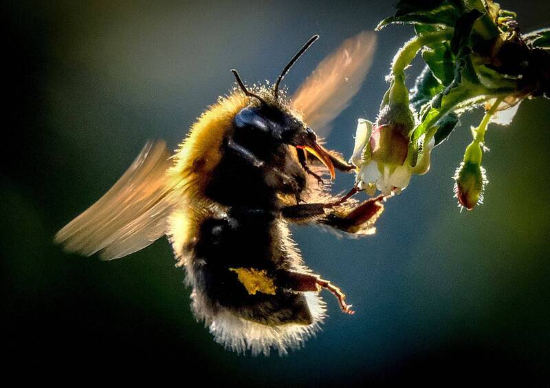 大黃蜂驚人能力 能擋洪水侵襲存活