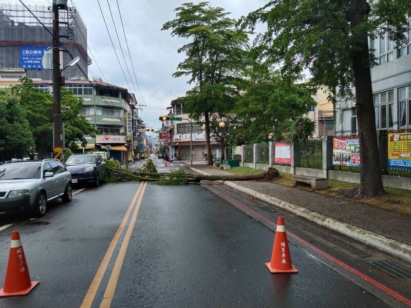 埔里鎮西安路1段樹倒佔據雙向路面，交通一度受阻。（民眾提供）