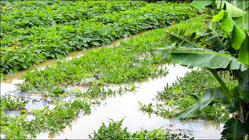 雨一直下，後龍招牌西瓜慘「泡湯」，西瓜苗泡水。（民眾提供）