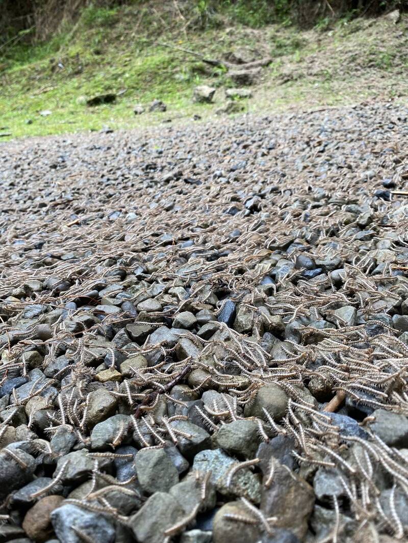 雪霸國家公園大鹿林道西線1.5公里處路段，昨日上午湧現出成千上萬的馬陸於山徑上爬行。 （雪霸休閒農場導覽員楊小鐘提供）