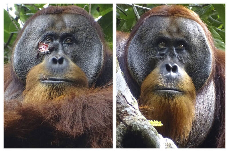 印尼列尤擇山國家公園野生紅毛猩猩「拉庫斯」2022年6月23日臉上的傷口（左），敷用藥草後同年8月25日（右）幾乎看不出來傷痕。（美聯社）