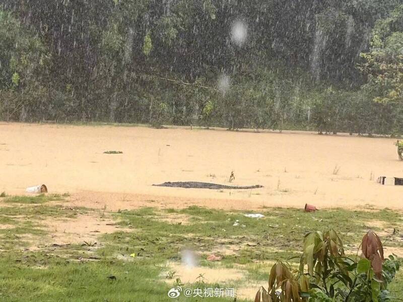 中国广东接连暴雨沖坏养殖场 4只鳄鱼趁机「离家出走」
