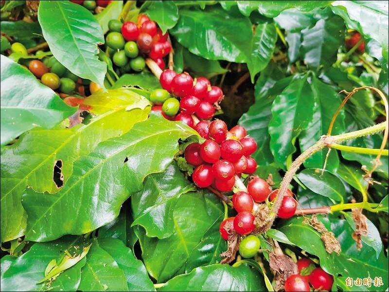 阿拉比卡咖啡（Coffea arabica）佔全球咖啡供应量的60%左右。（资料照）(photo:LTN)