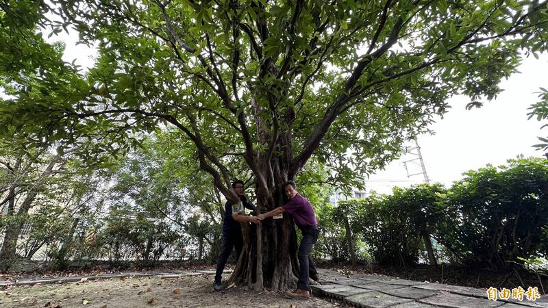 張振忠與張育銘父子（右、左）希望透過繁衍57號百年白蓮霧老樹的第2代，讓更多人認識新市白蓮霧產業。（記者劉婉君攝）