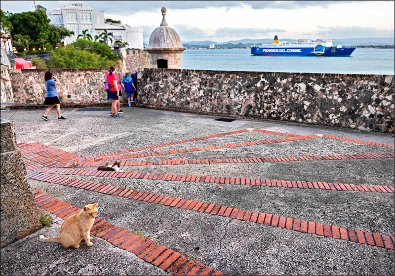 美国位于加勒比海地区的波多黎各自治邦旧圣胡安一座历史悠久海滨堡垒周围地区以街猫众多而闻名。（法新社档案照）(photo:LTN)