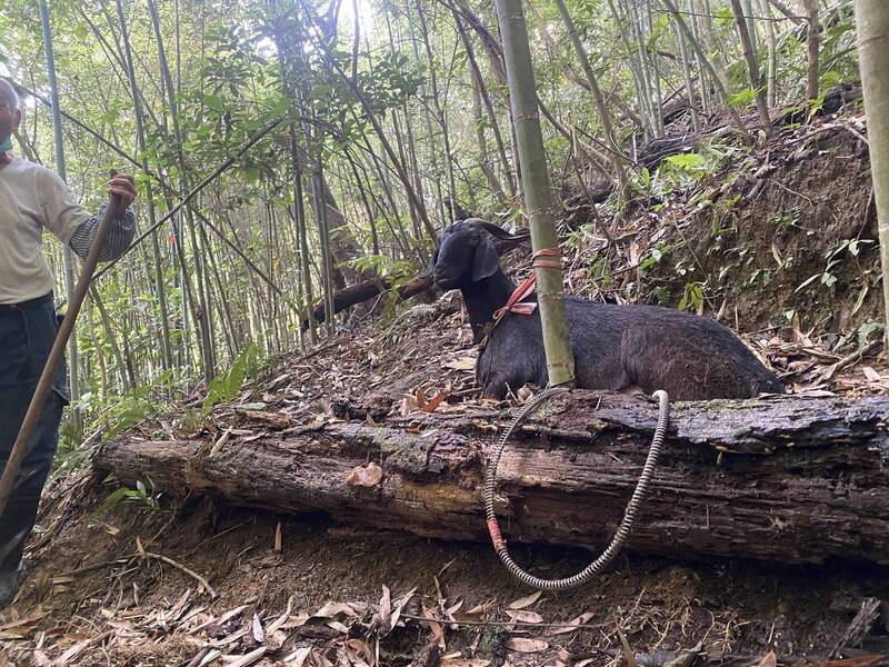 苗栗縣79歲劉姓老翁飼養的羊兒，跑到別人家的竹園內，遭山豬吊夾中受困，報警求援。（警方提供）