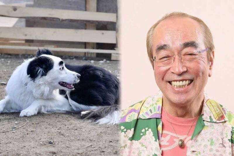 日本一名飼主分享，他日前拍攝寶貝愛犬的生活照，事後發現其中一張愛犬的側臉照片，其模樣和日本已故喜劇泰斗志村健，長得非常相似。（圖擷取自@Marlowe_maro、社群平台「X」，本報合成）