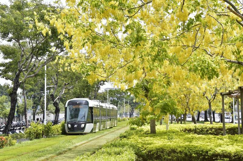 凱旋路輕軌旁阿勃勒花海彷彿置身於綠色叢林。（高市府提供）