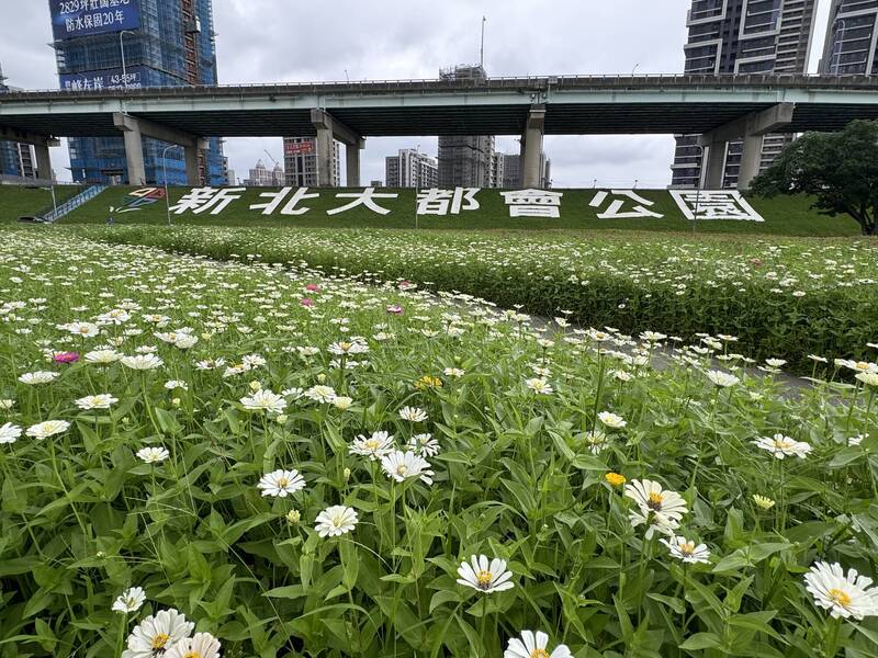 純白色的百日草，在陽光下十分美麗。（新北市高灘處提供）