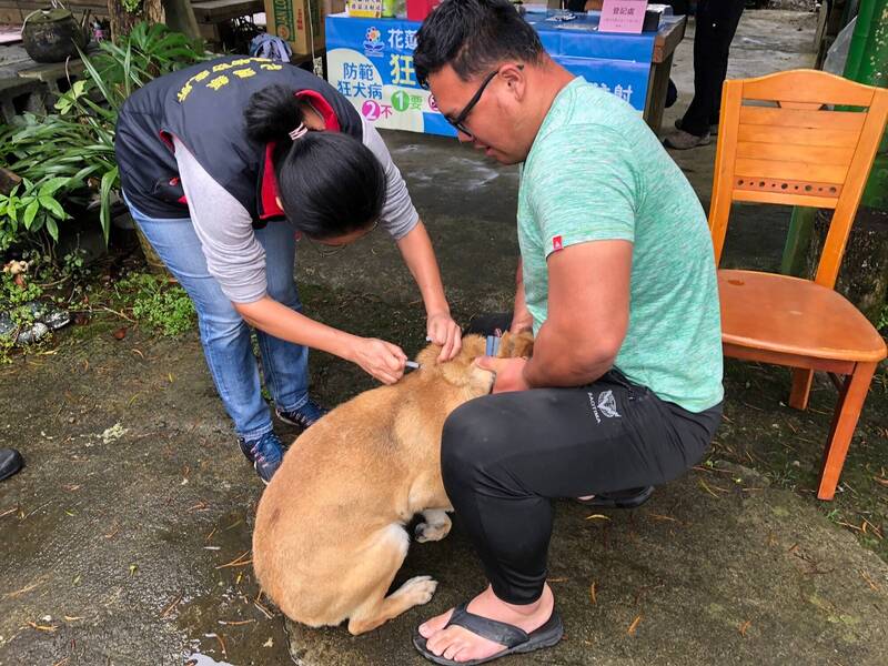 玉里鎮赤科山區鼬貛疑感染狂犬病，鎮公所緊急為當地家貓及家犬施打疫苗。（玉里鎮公所提供）