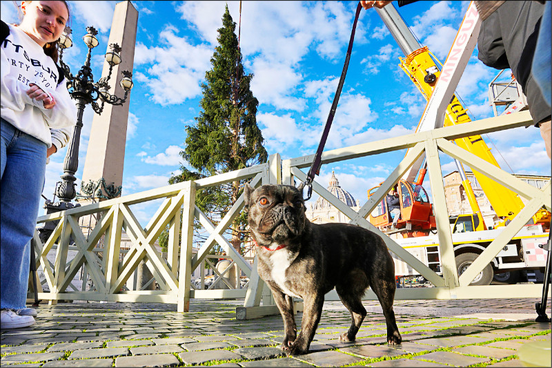 义大利博札诺将建立狗狗DNA资料库，只要遛狗没清狗便，就会向主人究责。（美联社档案照）(photo:LTN)