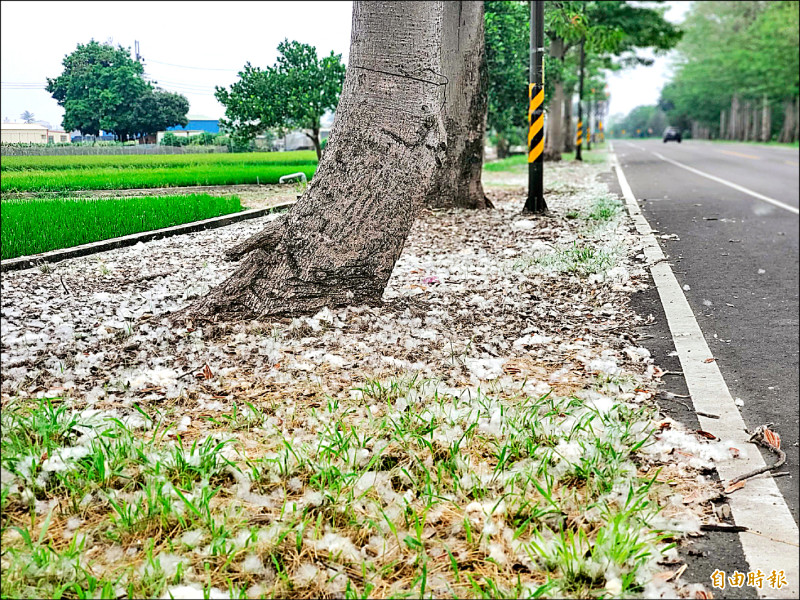 雲林縣道一四五線路旁覆蓋白色木棉絮，宛如白雪隨風飄散。
（記者黃淑莉攝）