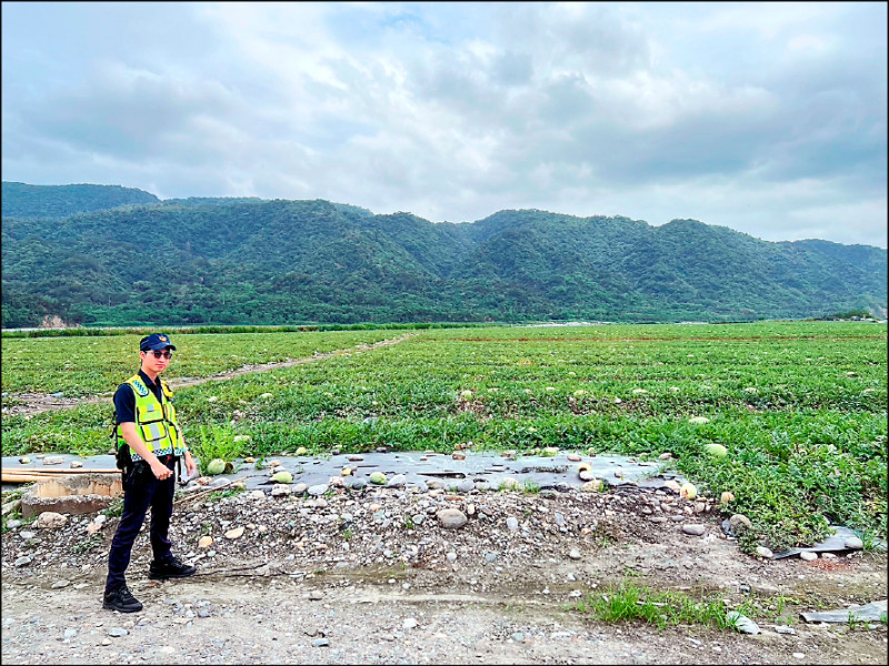 花蓮西瓜受災減產，竊瓜賊蠢蠢欲動，警方啟動護瓜勤務防範。（吉安警分局提供）