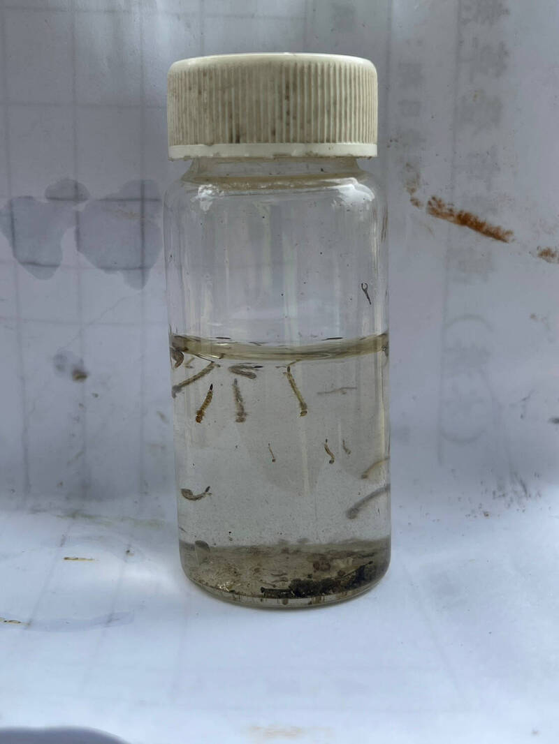 高雄連日降雨3天,病媒蚊蟲卵孵化孑孓,境外確診登革熱增加10例。(資料照,高市衛生局提供) 高雄連日降雨3天,病媒蚊蟲卵孵化孑孓,境外確診登革熱增加10例。(資料照,高市衛生局提供)