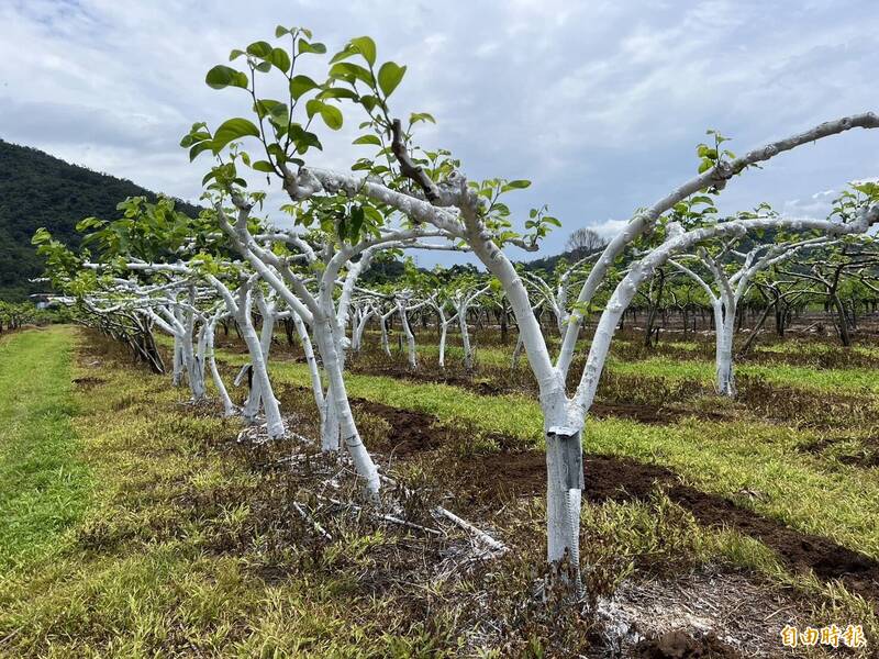 光溜溜釋迦樹怕曬傷 全株噴美白霜防曬 - 臺東縣 - 自由時報電子報