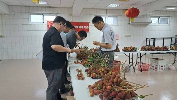 玉荷包荔枝評鑑，平均甜度18度 達「極致完美」。（高市農業局提供）