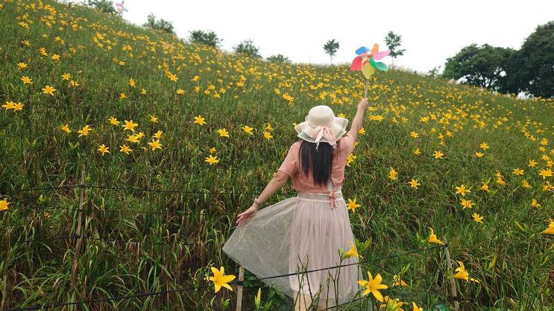 花壇鄉虎山巖第2期金針花大爆發,徜徉花海相當浪漫。 (米諾斯提供) 花壇鄉虎山巖第2期金針花大爆發,徜徉花海相當浪漫。 (米諾斯提供)