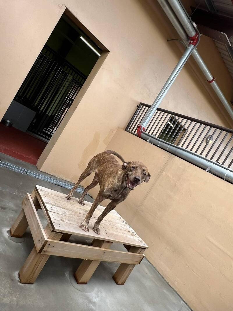 屏東縣動物之家環境優異。(記者羅欣貞攝) 屏東縣動物之家環境優異。(記者羅欣貞攝)
