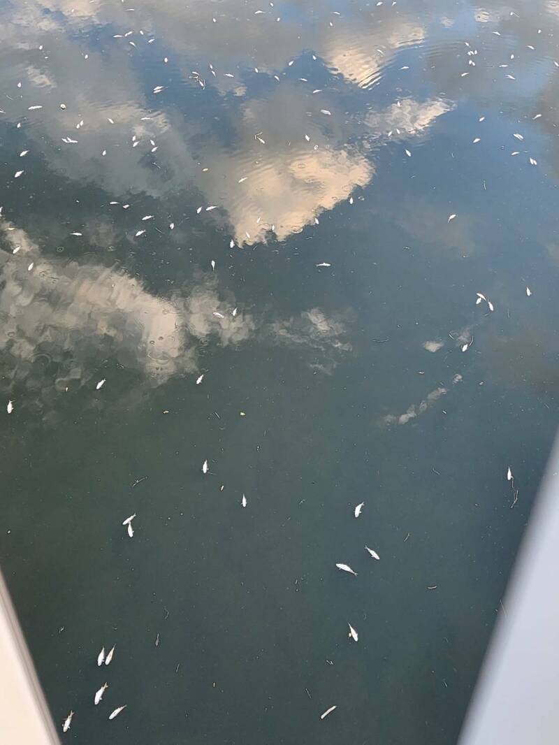 民眾行走於新北市板橋區新海橋,竟在大漢溪畔發現大量魚屍。(讀者提供) 民眾行走於新北市板橋區新海橋,竟在大漢溪畔發現大量魚屍。(讀者提供)