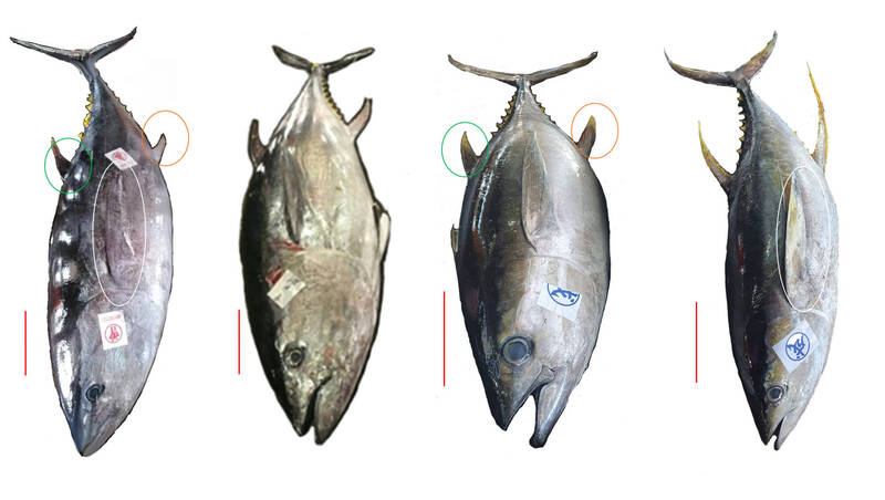 「三不像鮪魚」（左）和黑鮪（左二）、大目鮪（左三）、黃鰭鮪（右）的外觀比較。（南大生科黃銘志提供）