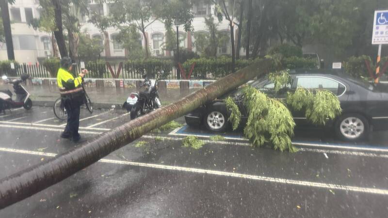 [新聞] 台南「強風大雨」8區淹水警戒 椰子樹倒下砸中轎車