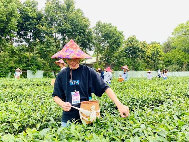 與沏茶林國際實業有限公司合作,讓學員實際體驗採集茶葉的工作。(桃市青年局提供) 與沏茶林國際實業有限公司合作,讓學員實際體驗採集茶葉的工作。(桃市青年局提供)