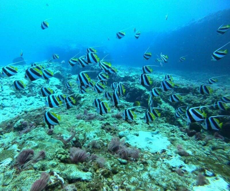 由於海水高溫，原本珊瑚豐富生態，僅剩耐高溫關刀熱帶魚群。（陳盡川提供）