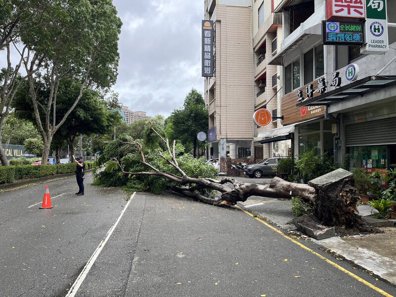 圖中路樹疑不耐強風倒塌。（民眾提供）