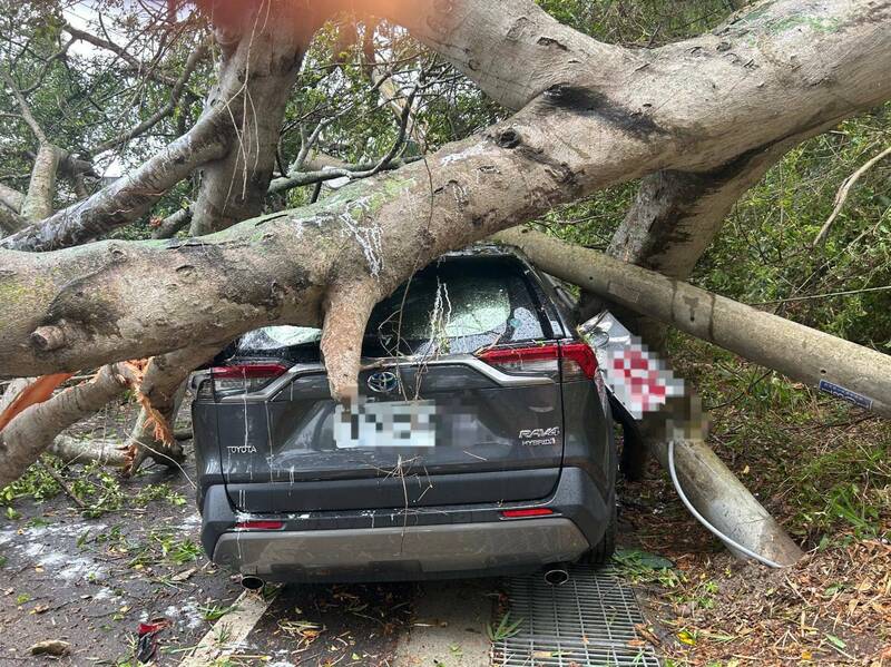 苗119線大榕樹被凱米颱風吹斷，倒下壓住休旅車。（民眾提供）