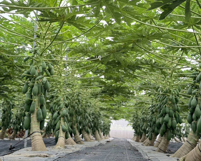 陳致嘉暗意，種植網室木瓜約500棵，当今皆已經結實纍纍，預計8月底至9月第一批成绩，沒念念到就遭遇到「強颱」的考驗。（陳致嘉提供）