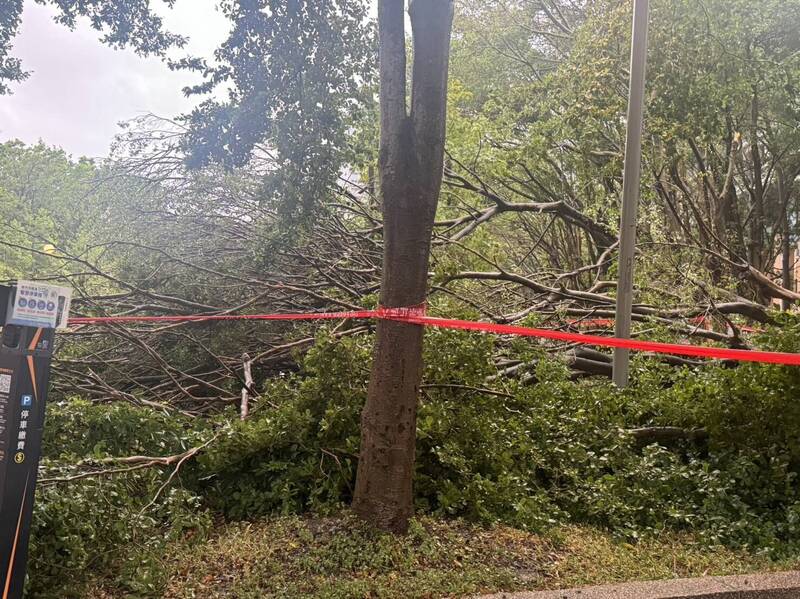 嚴防凱米颱風後續降雨，新竹市路樹倒災情累計40件，其中路樹倒塌案件居多，多數已拉封鎖線，同時籲商家注意室外招牌固定。（記者洪美秀翻攝）