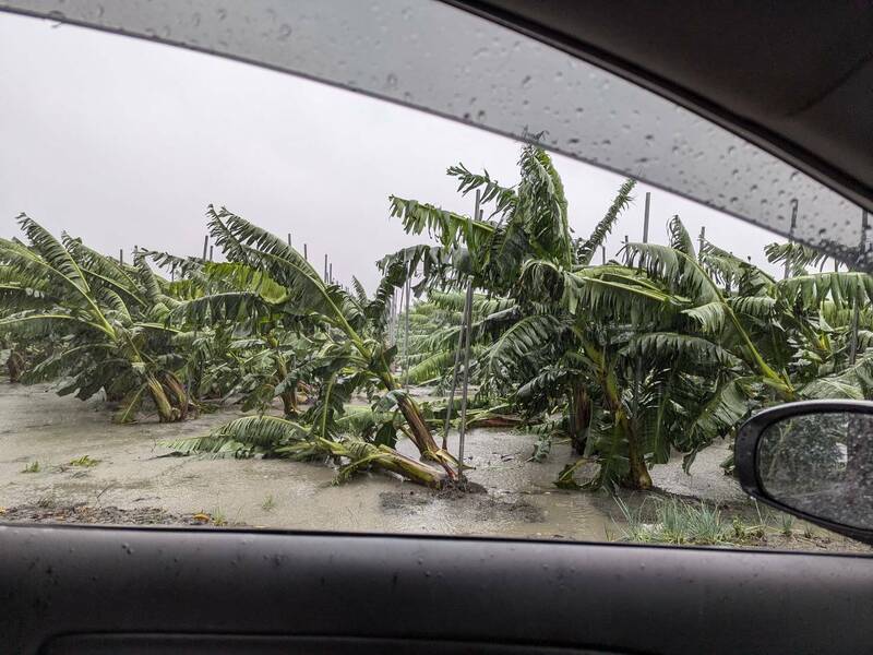 風大雨大雲林多處香蕉田香蕉樹倒伏。（民眾提供）