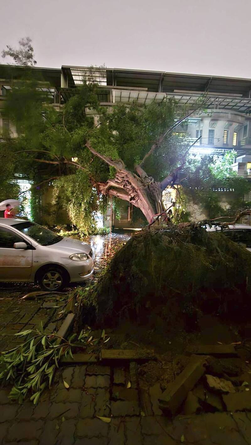 台中南區5層樓高路樹到塌，橫跨整個路面，壓到2車3房。（民眾提供）