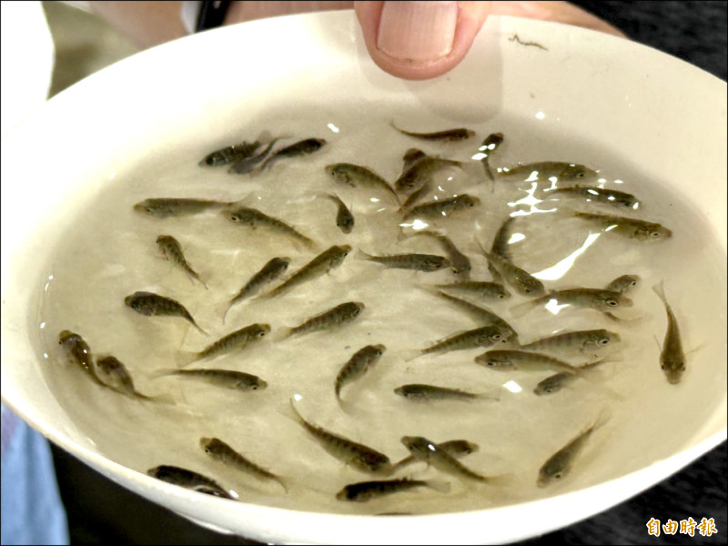 神農獎得主林篤毅團隊生產的台灣鯛魚苗市占率逾七成，穩居全國第一。（記者蔡宗勳攝）