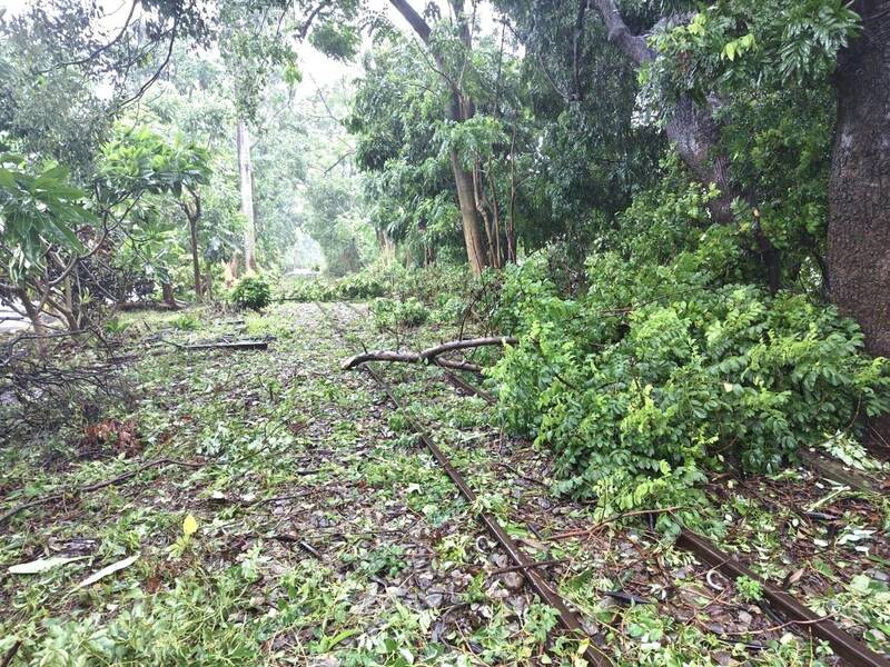 阿里山林鐵鐵道遭樹枝覆蓋。（林鐵處提供）