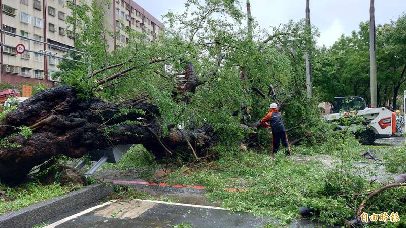 金龜樹橫倒占據整個雙向車道路面。（記者洪瑞琴攝）