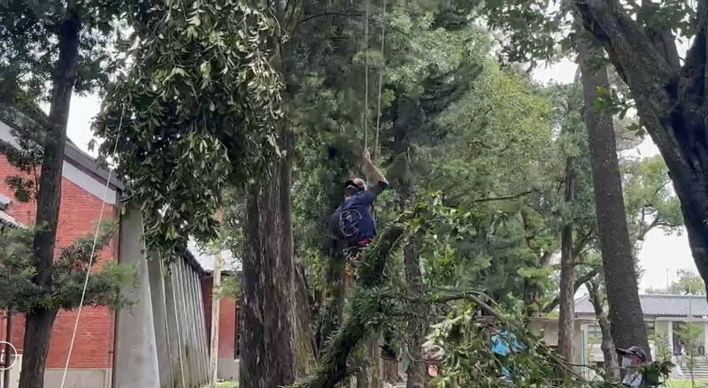 台南山上花園水道博物館由攀樹教練協助清除樹上可能掉落的斷枝。（館方提供）