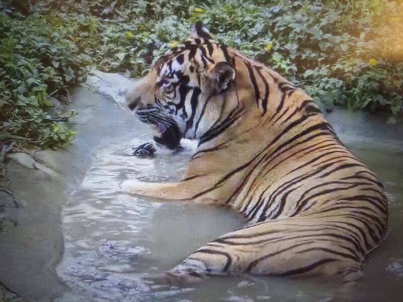 壽山動物園老虎小紅颱風過後開心泡在水中。（園方提供）