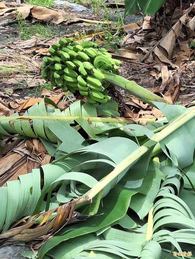 凱米颱風造成南投縣農業受損，以香蕉受損最嚴重。（記者張協昇攝）