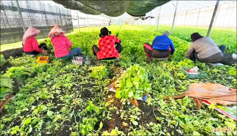 短期葉菜類已在復耕，預計可趕上開學後營養午餐需求。（資料照）