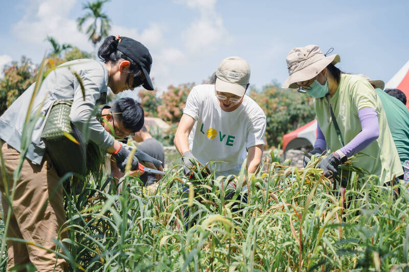 小米是原住民傳統糧食作物，但15年間產量及種植面積都減少八成。（綠色和平提供）