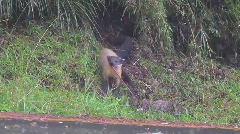 玉山園區「黃色閃電」黃喉貂，被直擊單槍匹馬獵食山羌，還從山羌屁股取食內臟。（何昌穎提供）