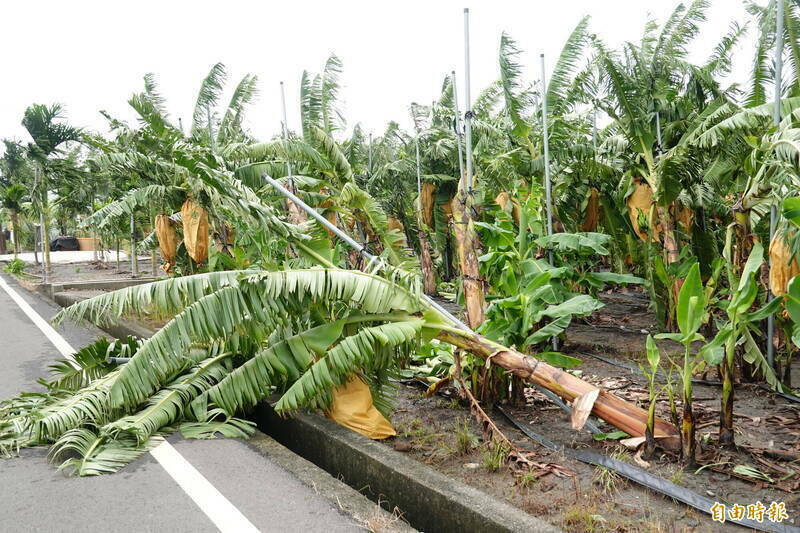 凱米颱風致全台農損金額已破27億元。（資料照）