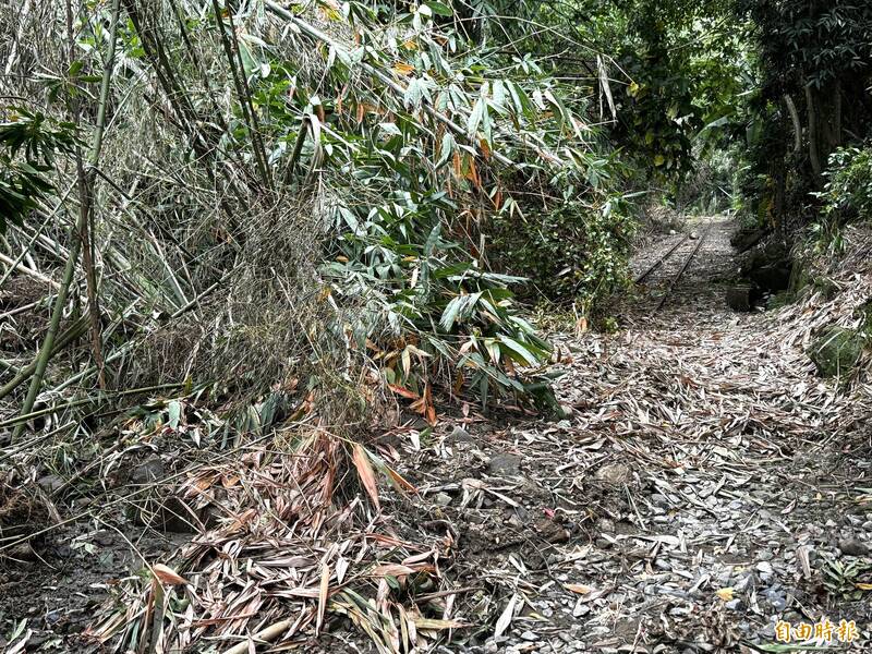 阿里山林鐵沿線的倒樹災害。(記者蔡宗勳攝) 阿里山林鐵沿線的倒樹災害。(記者蔡宗勳攝)